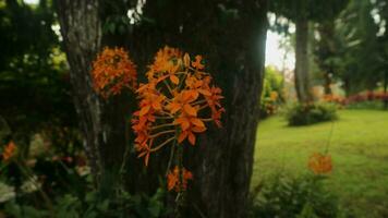saraca asoca, asoka växter, vanligtvis kallad flamma av de trä foto