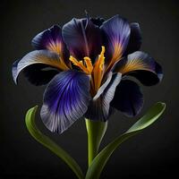 en skön iris blomma på svart bakgrund, topp se, ai generativ foto