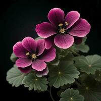 en skön geranium blomma på svart bakgrund, topp se, ai generativ foto