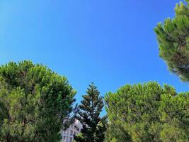 lugna sommar bakgrund med en molnfri blå himmel och grön träd foto