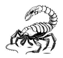 scorpion hand dragen gravyr stil skiss vektor illustration djur foto