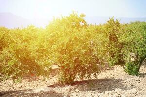 rad av granatäpple träd med mogen frukt på grön grenar foto