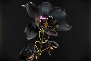 sällsynt blomning stor svart orkide av släkte stor läpp phalaenopsis blommor isolerat på mörk svart bakgrund. neuralt nätverk genererad konst foto