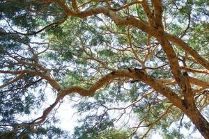 bottenvy av grenar av akaciaträd på dagtid med solljus
