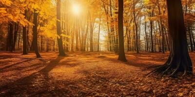 turister vandring Fantastisk höst skog i de morgon- solljus. röd och gul löv på träd i de skog gyllene skog landskap foto