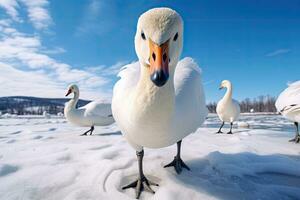 whooper svan vänder på de vatten leda till snö svan mitt i stark vind blåser snö sjö kussharo, hokkaido foto