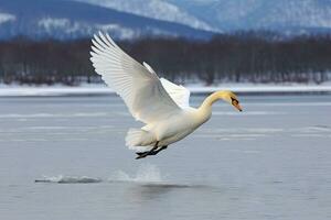 whooper svan vänder på de vatten leda till snö svan mitt i stark vind blåser snö sjö kussharo, hokkaido foto