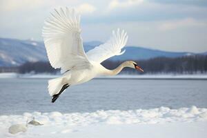 whooper svan vänder på de vatten leda till snö svan mitt i stark vind blåser snö sjö kussharo, hokkaido foto