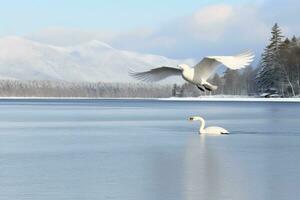 whooper svan vänder på de vatten leda till snö svan mitt i stark vind blåser snö sjö kussharo, hokkaido foto