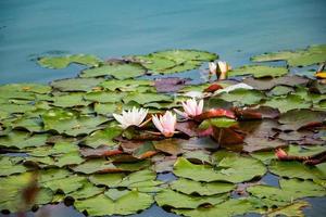 rosa lotus i klart vatten. vackra näckrosor i dammen. asiatisk blomma - en symbol för avkoppling. foto