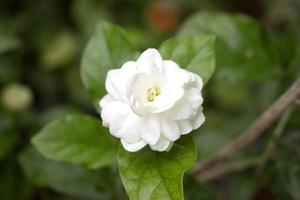 närbild jasmin blomma i en trädgård. vackra jasmin vita blommor foto