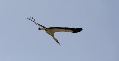 storkar som flyger i aveiro, portugal foto