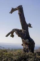 korkek död i Sierra de Gredos, provinsen Avila, Castilla y Leon, Spanien foto