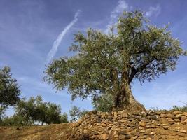mycket gamla olivträd i Portugal foto