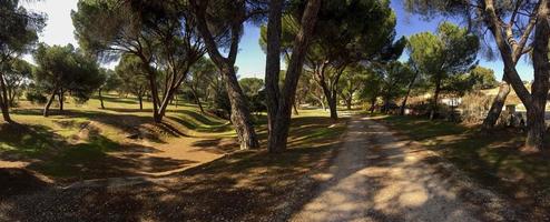 tallskog i Madrid, Spanien foto