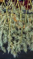 cannabistorkning efter odling inomhus, madrid, spanien foto