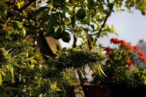 cannabisodling på en terrass i Madrid foto