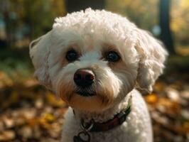 bichon frysa hund skapas med generativ ai teknologi foto