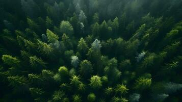 dagsljus skog panorama - genererad ai vista foto