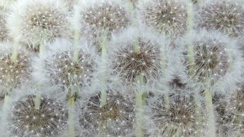 bakgrund från mogen maskrosor. maskrosor. fluffig maskros frön foto