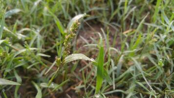 natur by scen foto