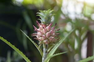 färsk curagua eller ananas lucidus ananas på träd är en växt den där är vuxen till dekorera de trädgård. foto