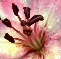 blommande blomma med löv, levande naturlig natur foto