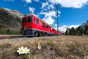 det röda tåget på Bernina Express passerar nära Pontresina på våren foto
