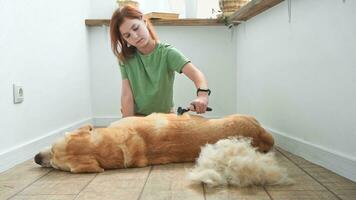 flicka kammande de hår av henne labrador hund. problem vår rugga sällskapsdjur. foto