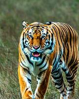 Foto närbild landskap skott av en bengal tiger med grön gräs