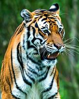 Foto närbild landskap skott av en bengal tiger med grön gräs