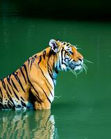 Foto närbild landskap skott av en bengal tiger med grön gräs