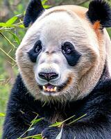 Foto av jätte panda, de jätte panda är endangered arter