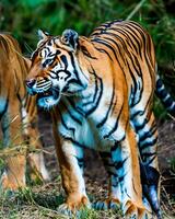 Foto närbild landskap skott av en bengal tiger med grön gräs