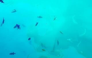 snorkling under vattnet visningar fisk koraller turkos vatten rasdhoo ö maldiverna. foto