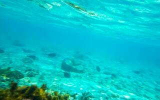 snorkling under vattnet visningar fisk koraller turkos vatten rasdhoo ö maldiverna. foto