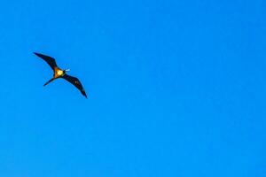 fregat fåglar flock flyga blå himmel moln bakgrund i Mexiko. foto