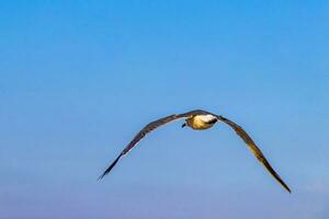 flygande seagulls fåglar med blå himmel bakgrund moln i Mexiko. foto