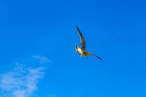 flygande seagulls fåglar med blå himmel bakgrund moln i Mexiko. foto