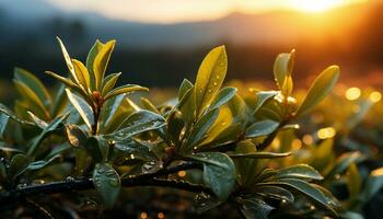 konstnärlig rekreation av te löv med droppar vatten på solnedgång. illustration ai foto
