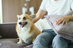 kvinna spelar med henne hund på Hem härlig corgi på soffa i levande rum. foto