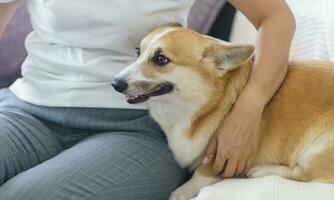 kvinna spelar med henne hund på Hem härlig corgi på soffa i levande rum. foto