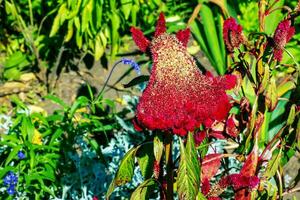 naken cockscomb blomma, vetenskapligt känd som celosia argentea cristata ha likhet till en tuppens hårkam, terar vibrerande, krönt, och ruggig blooms den där komma i en räckvidd av färger lila. foto