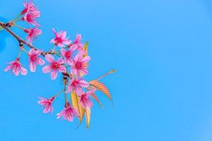 blomning av vild himalaya körsbär, prunus cerasoides eller jätte tigerblomma på blå himmel.