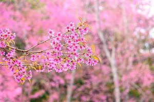blomning av vild himalayan körsbär, prunus cerasoides eller jätte tiger blomma.