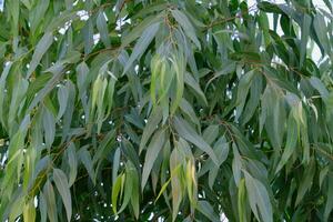 eukalyptusblad. gren eukalyptus träd natur bakgrund foto