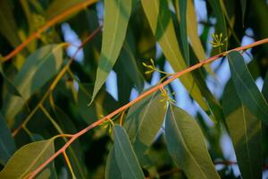 eukalyptus löv vår växa naturligtvis. eukalyptus träd snabbväxande. foto