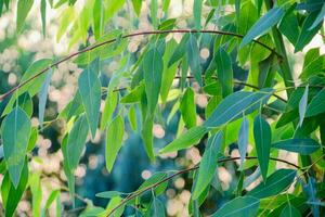 eukalyptusblad. gren eukalyptus träd natur bakgrund foto