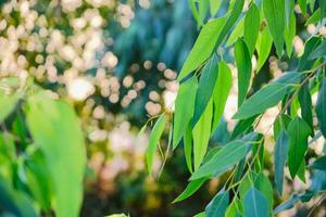 eukalyptusblad. gren eukalyptus träd natur bakgrund foto