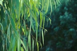 eukalyptusblad. gren eukalyptus träd natur bakgrund foto